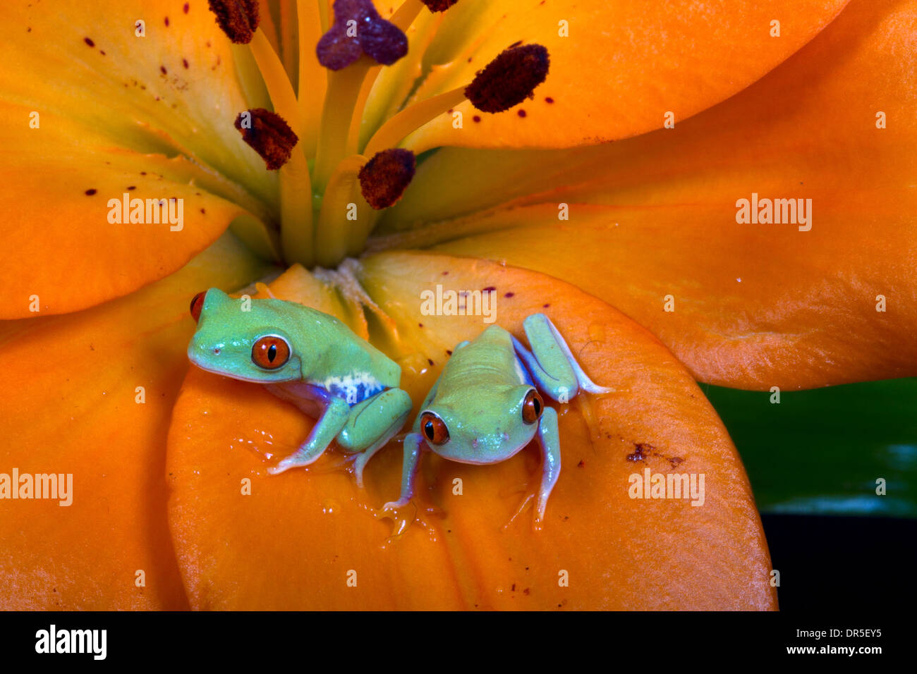 Red Eyed Tree Frogs (Agalychnis callidryas) on Flower Stock Photo