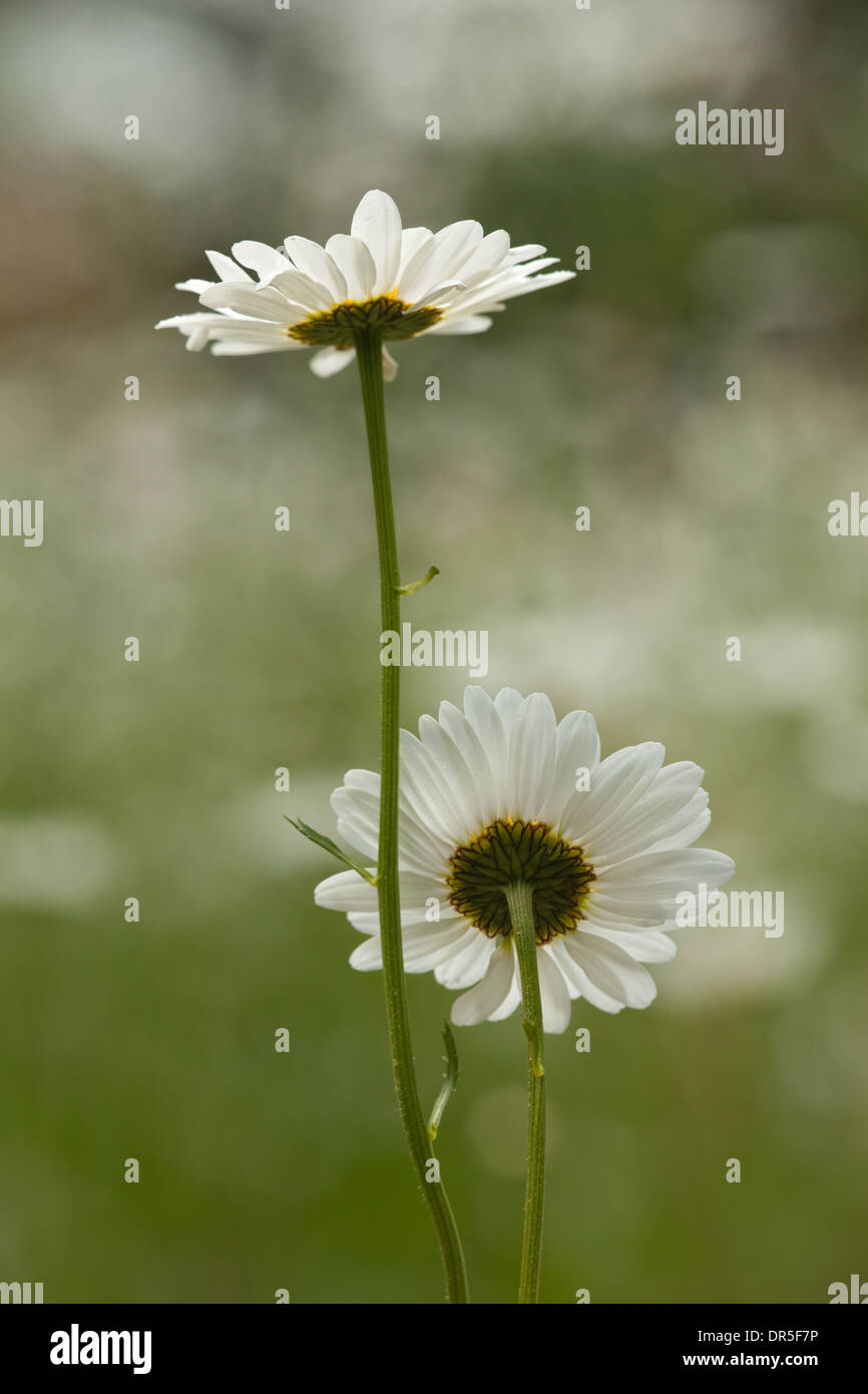 Ox-eye Daisy (Leucanthemum vulgare). Reverse, under or back sides of flower heads. June. Norfolk. East Anglia. England. UK. Stock Photo