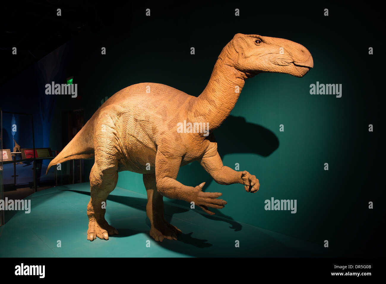 Life size model dinosaurs on display at the Science Museum in Hong Kong. Stock Photo