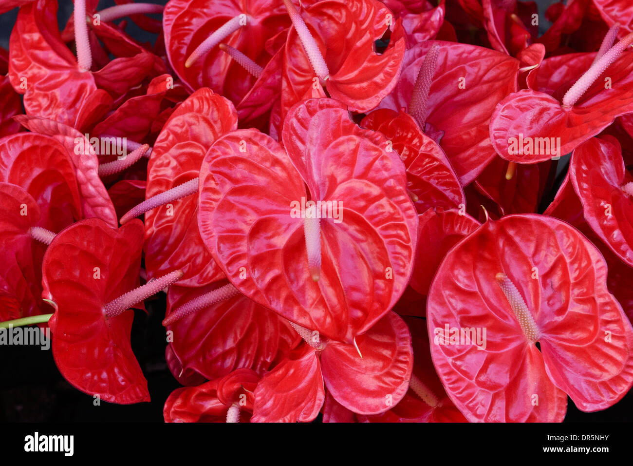 Anthuriums flowers also known as flamingo flowers, painted tongue,  painter's palette, tail flower and laceleaf, Mauritius Stock Photo - Alamy