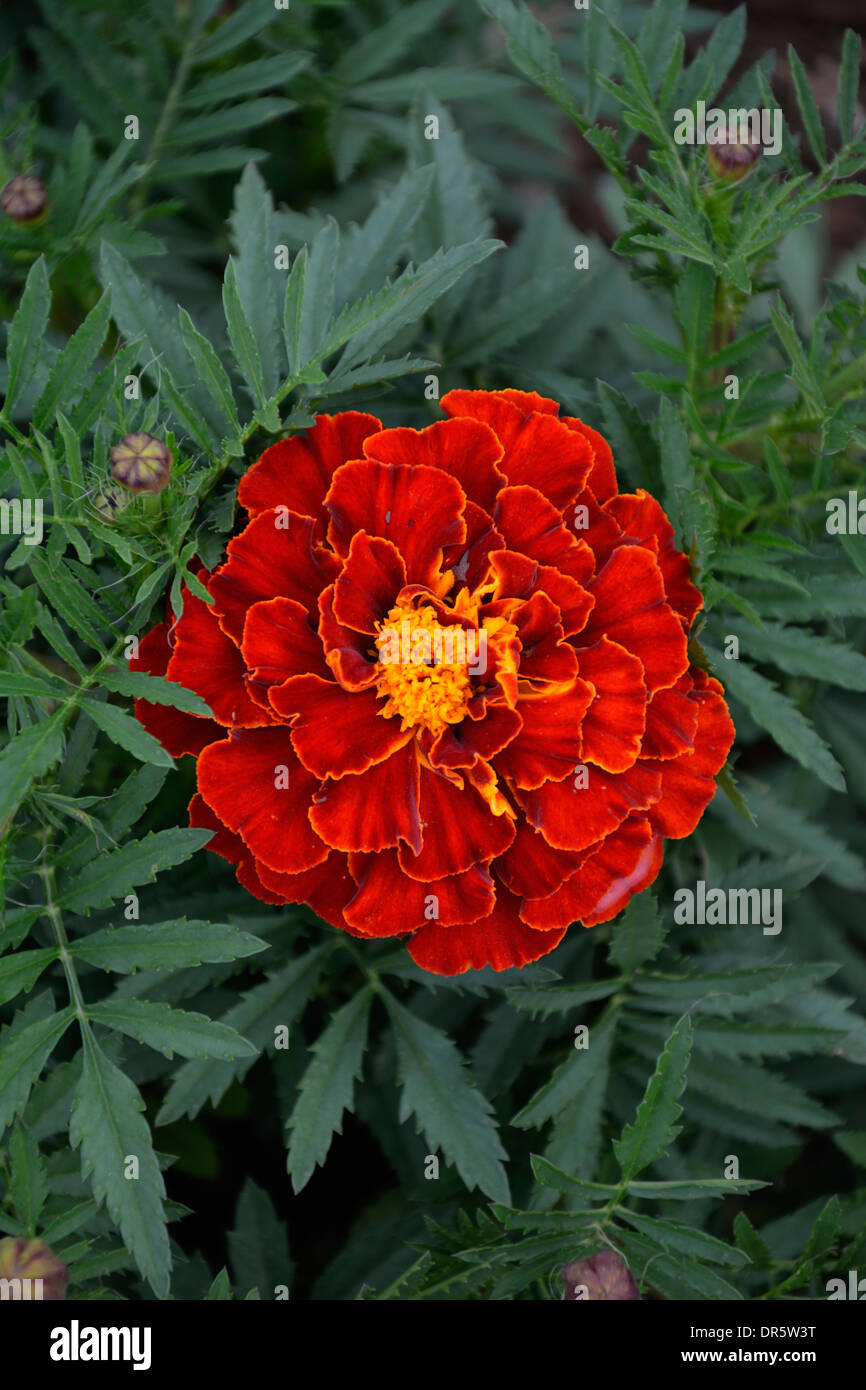 Blossom of red marigold (tagetes erecta) Stock Photo