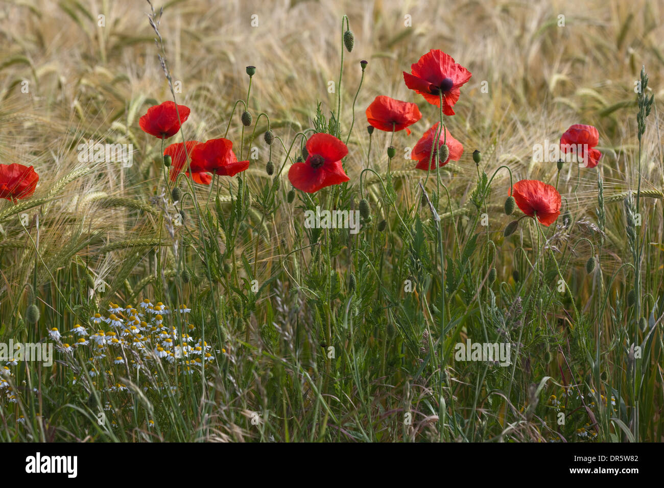 Field Poppies (Papaver rhoeas), flowering on the edge of an arable barley cereal crop. Norfolk. East Anglia. UK. Stock Photo