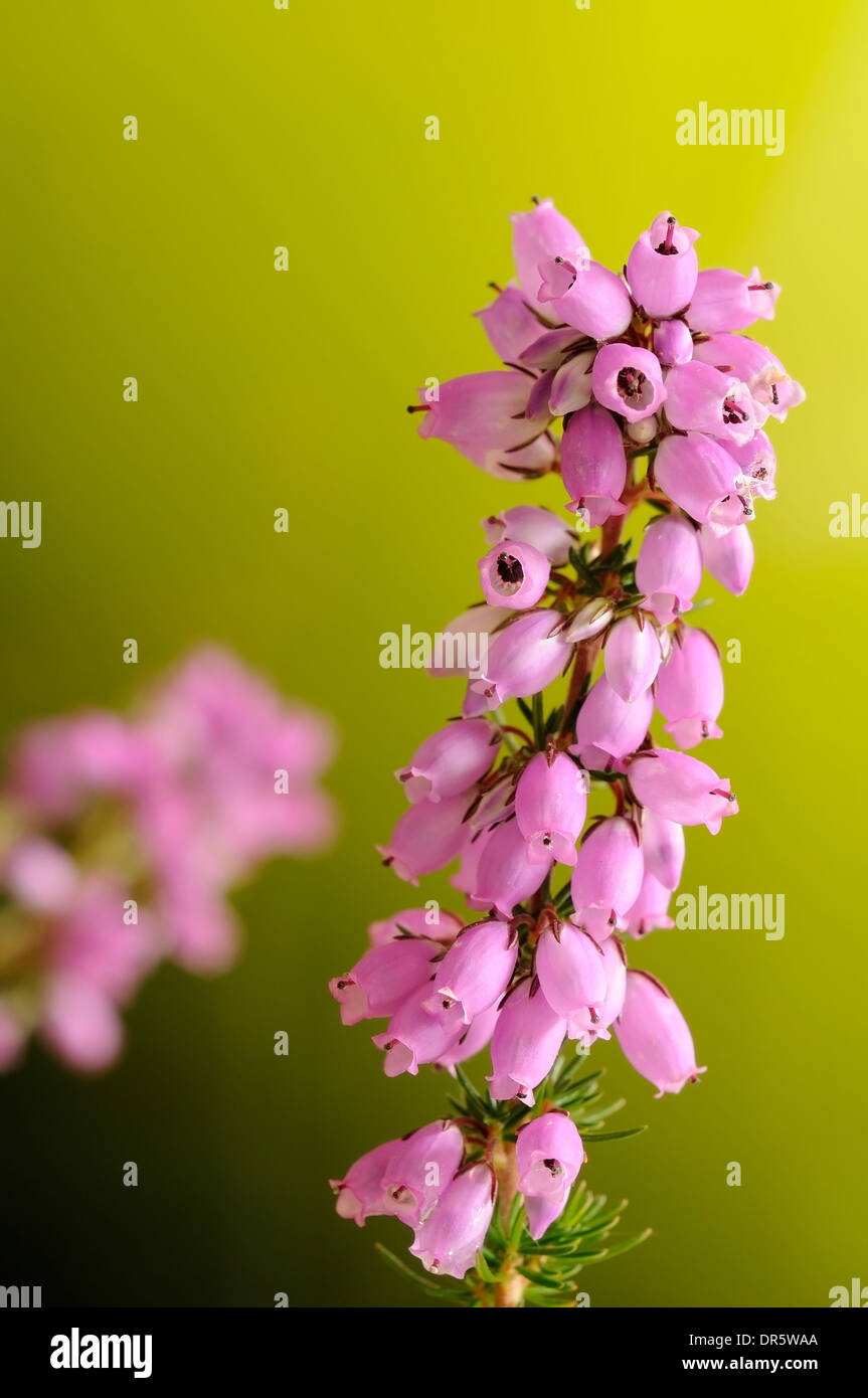 Vertical portrait of bell heather, Erica cinerea. Stock Photo