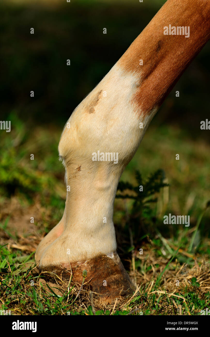 Pastern hires stock photography and images Alamy