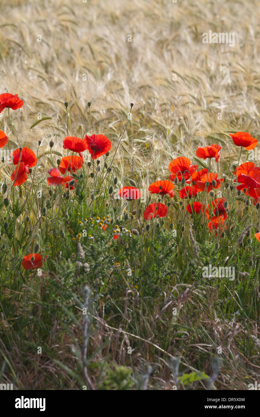 Field Poppies (Papaver rhoeas), flowering on the edge of an arable barley cereal crop. Norfolk. East Anglia. UK. Stock Photo