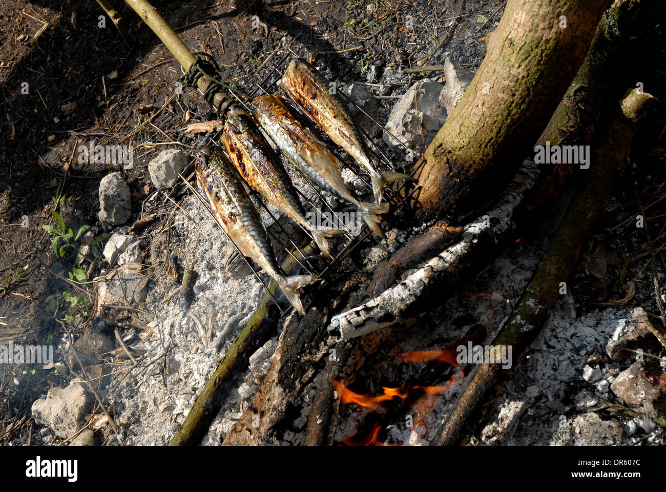 Cooking Mackerel On an Open Fire Stock Photo Alamy