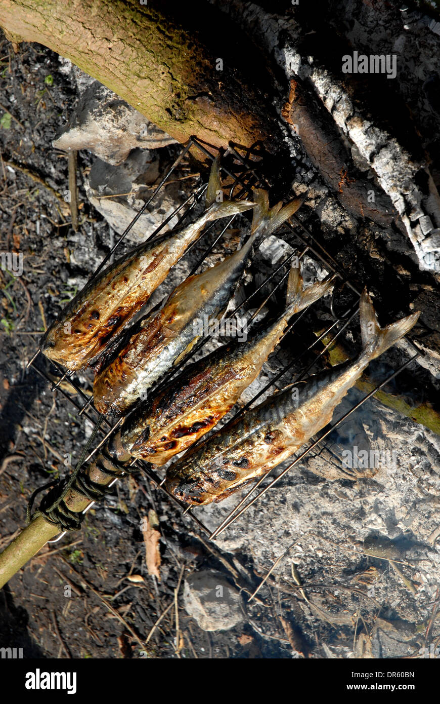 Cooking Mackerel On an Open Fire Stock Photo