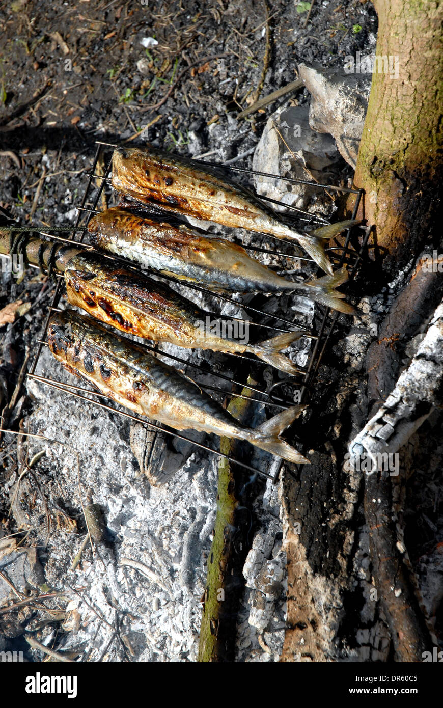 Cooking Mackerel On an Open Fire Stock Photo