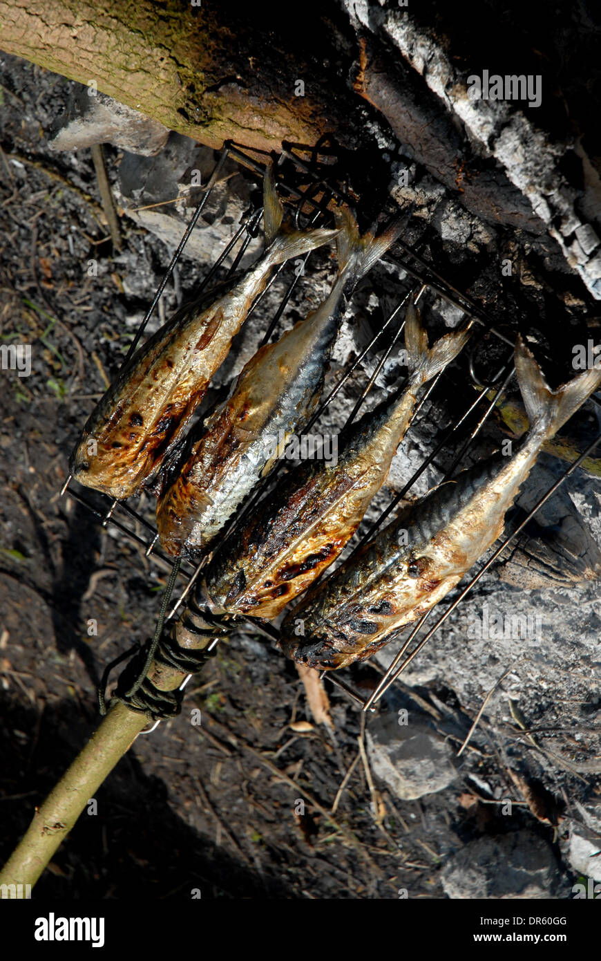 Cooking Mackerel On an Open Fire Stock Photo Alamy
