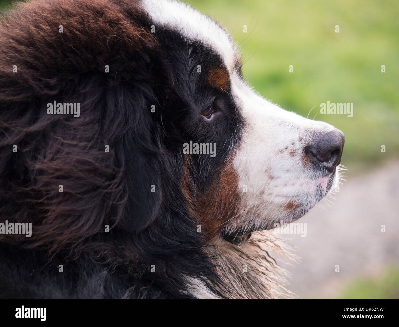 bernese mountain dog puppy Stock Photo