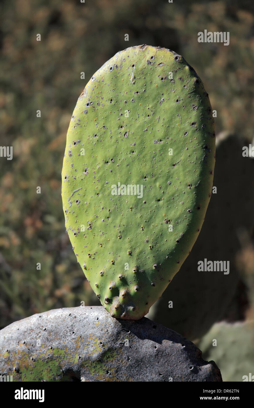 Prickly pear, leaf, detail. Stock Photo