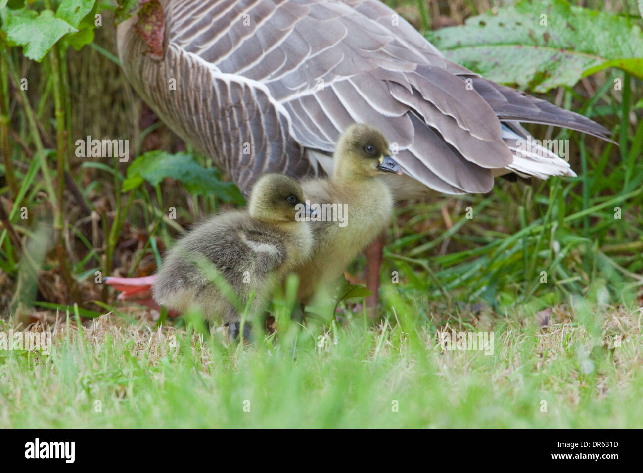 Pink-footed Goslings (Anser brachyrhynchus). Four days old. Stock Photo
