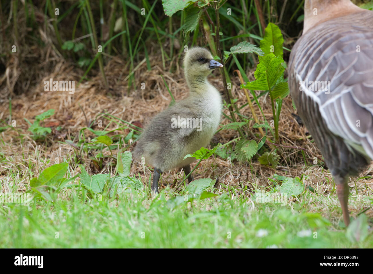 PINK-FOOTED GOOSE (ANSER BRACHYHYNCHUS). GOSLING or young Stock Photo ...