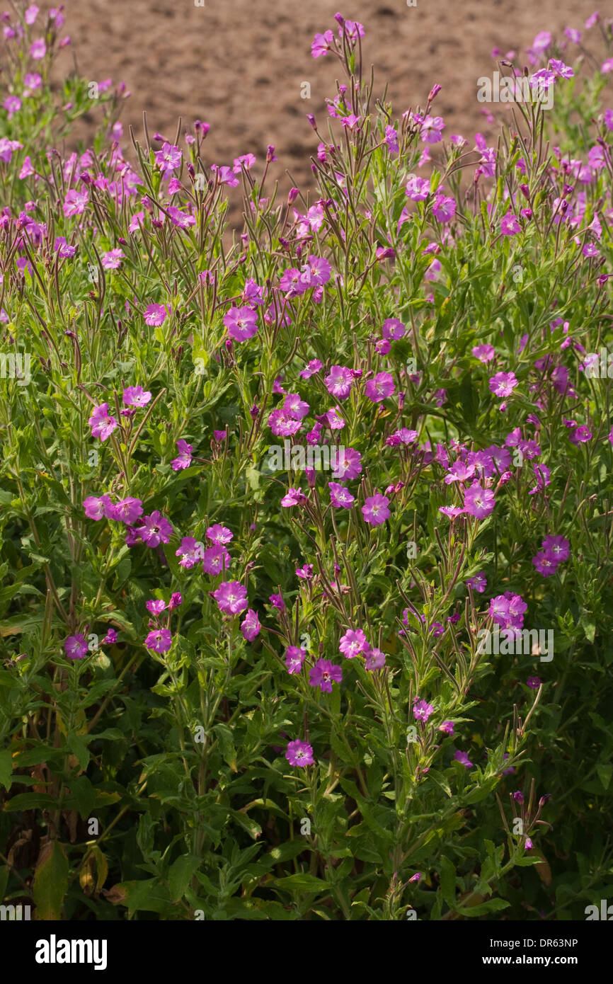 Great Willowherb or Codlins and Cream (Epilobium hirsutum). July. Norfolk Broads. England. Stock Photo