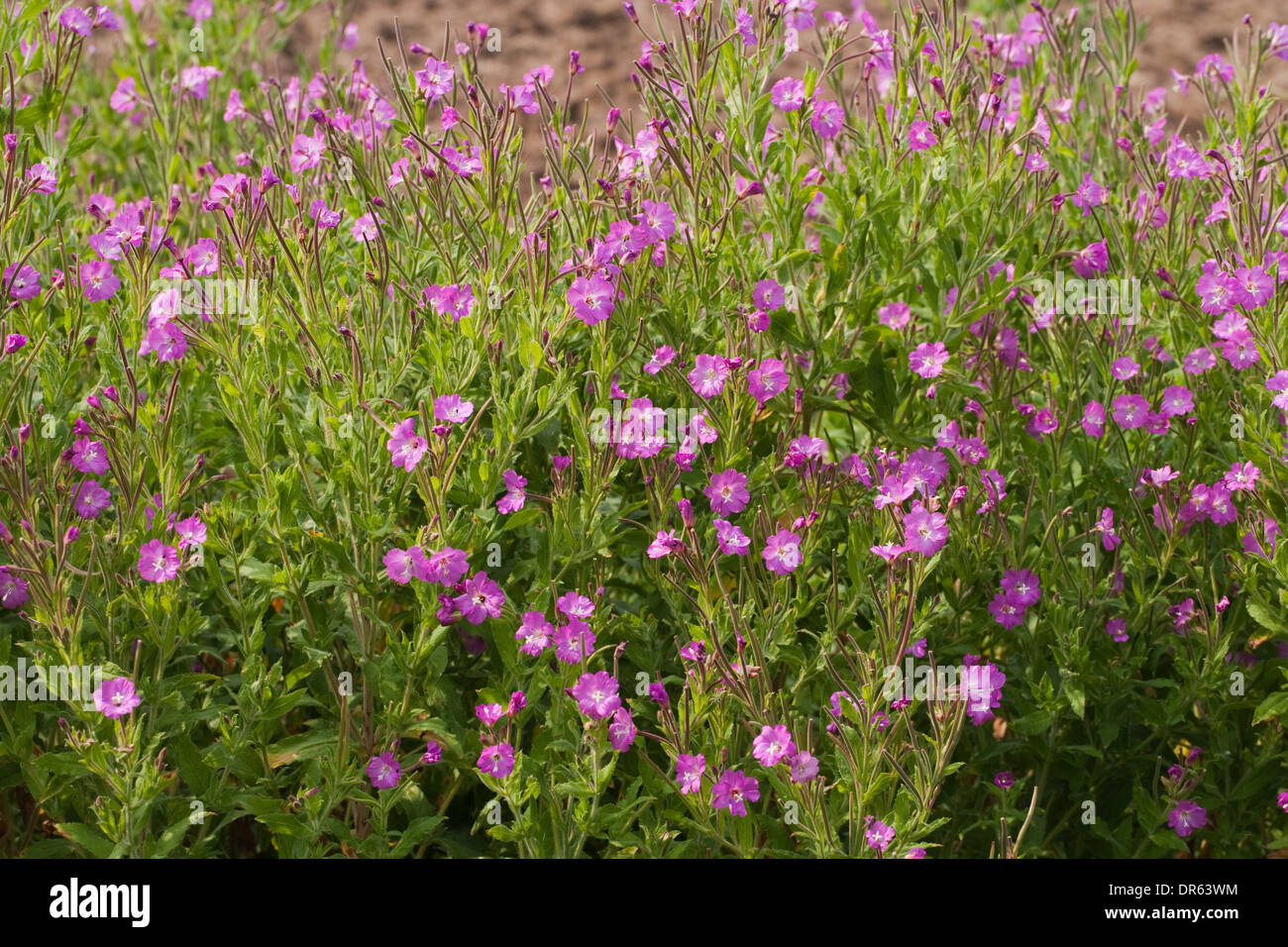 Great Willowherb or Codlins and Cream (Epilobium hirsutum). July. Norfolk Broads. England. Stock Photo