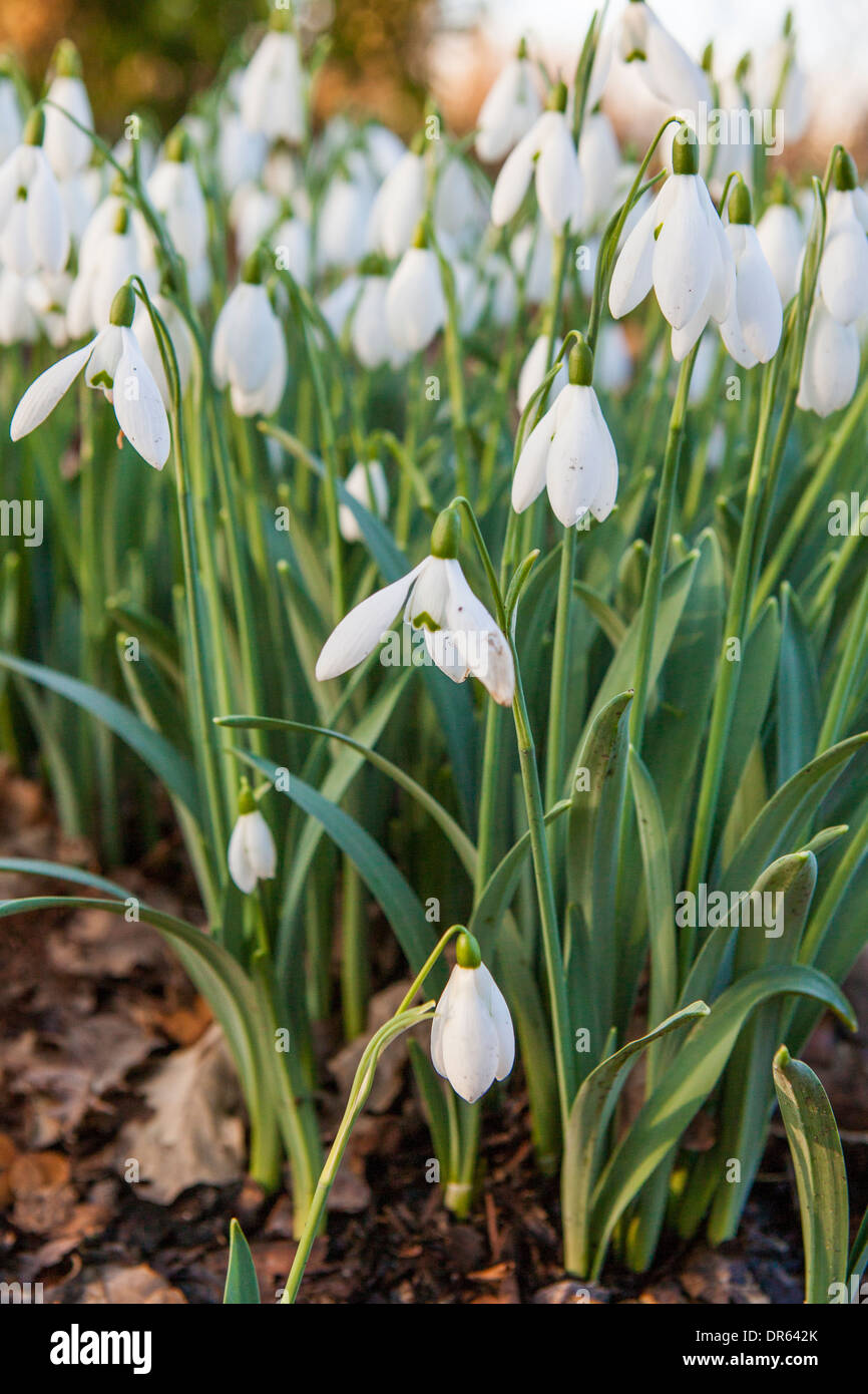 Snowdrops in Winter, Essex, UK Stock Photo