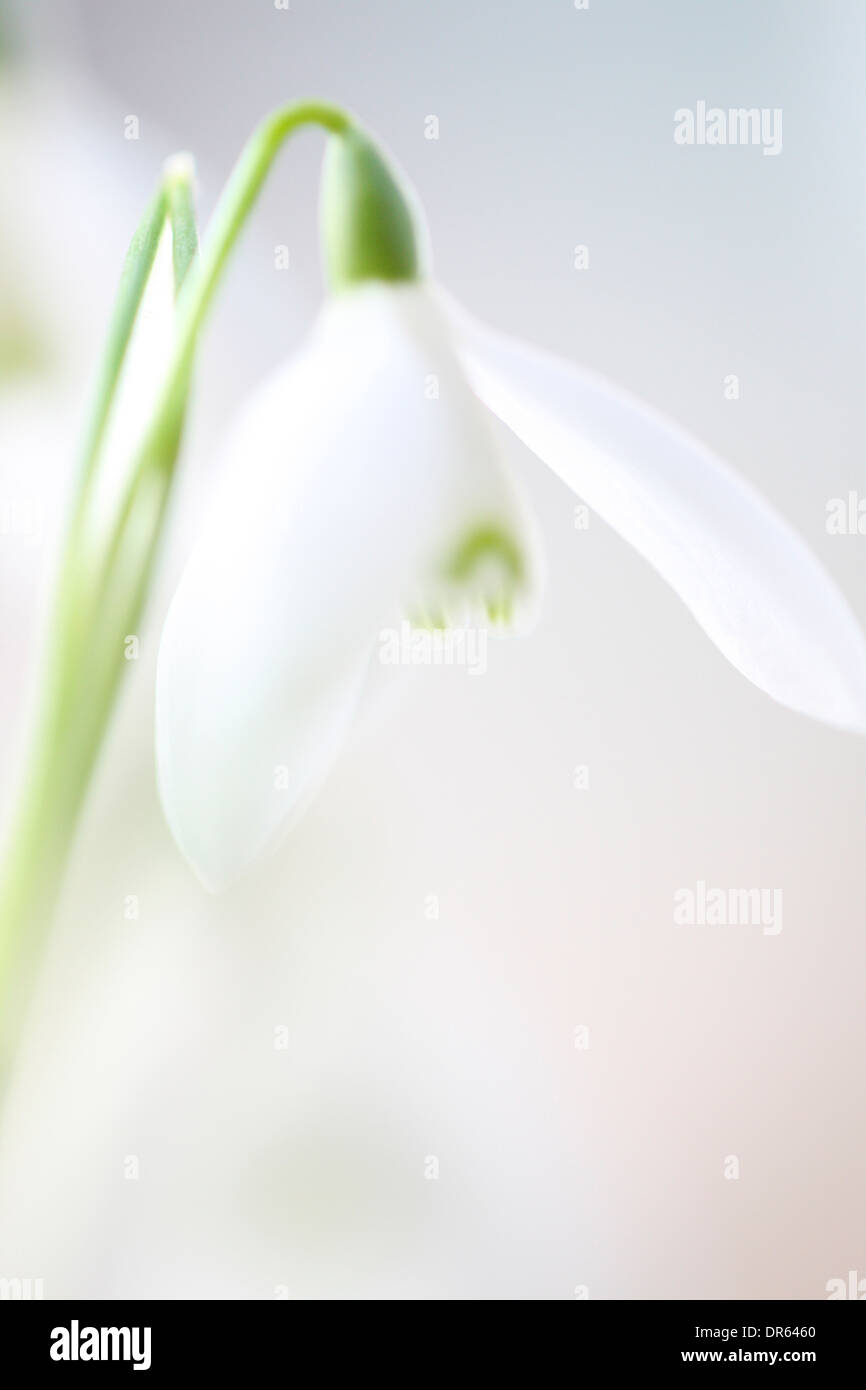 delicate snowdrop charm and purity Jane Ann Butler Photography JABP1115 Stock Photo