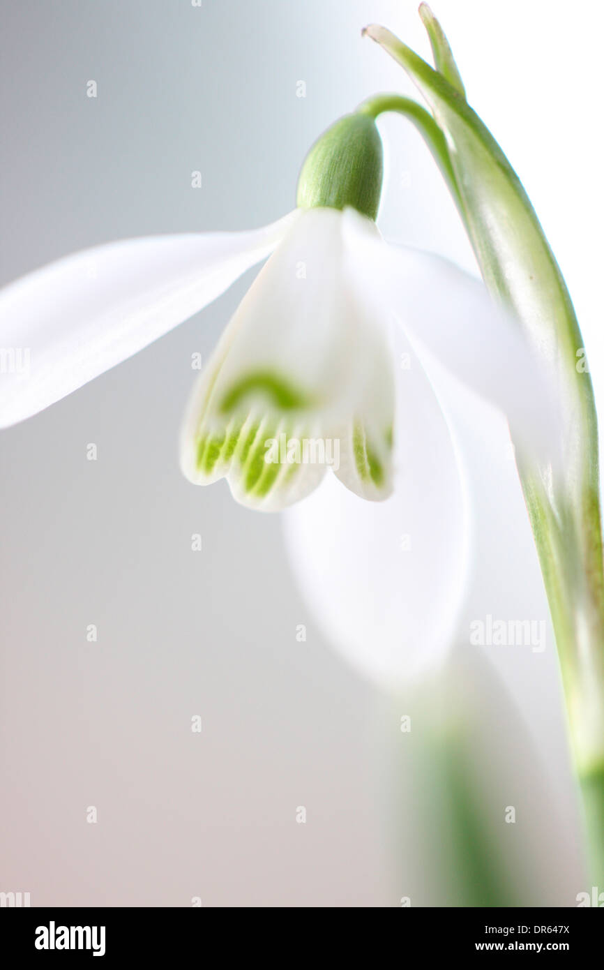 delicate snowdrop charm and purity  Jane Ann Butler Photography  JABP1120 Stock Photo