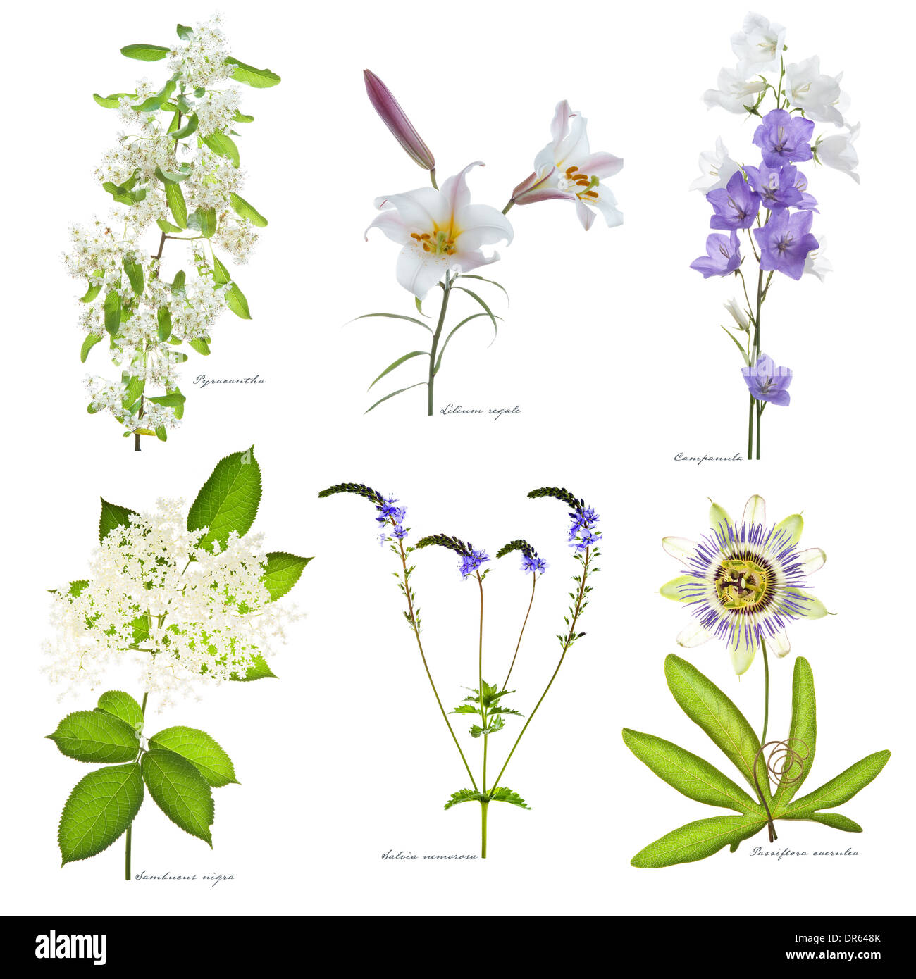Pyracantha, Lilium regale, Campanula, Sambucus nigra, Salvia nemorosa, Passiflora caerulea flowering in July Leed West Yorkshire Stock Photo