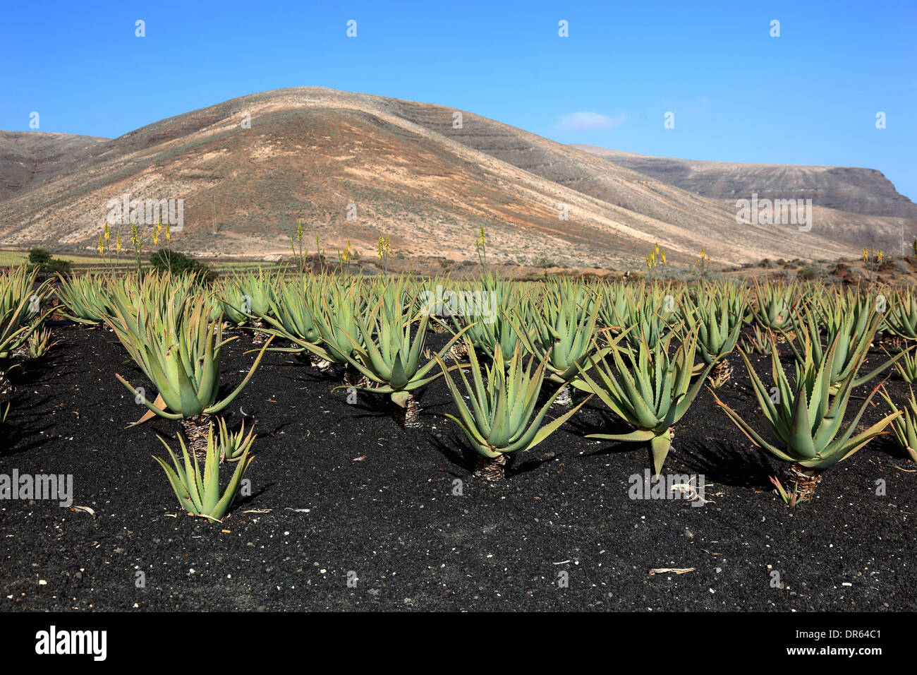 Lanzarote aloe vera hi-res stock photography and images - Alamy