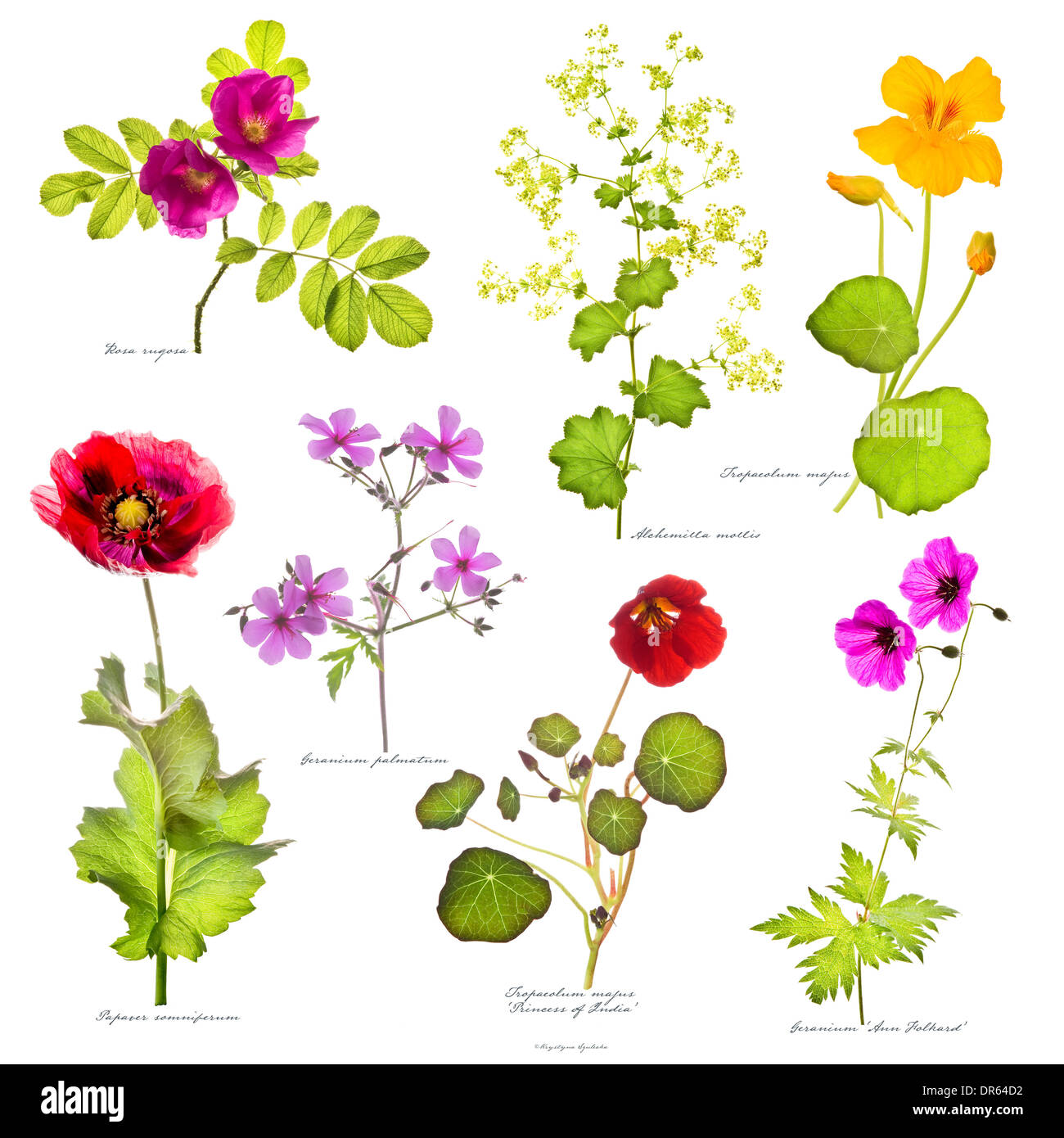 Rosa rugosa, Alchemilla mollis, Papaver somniferum, Geranium palmatum & G. ‘Ann Folkand, Tropaeolum majus ‘Princess of India’ Stock Photo