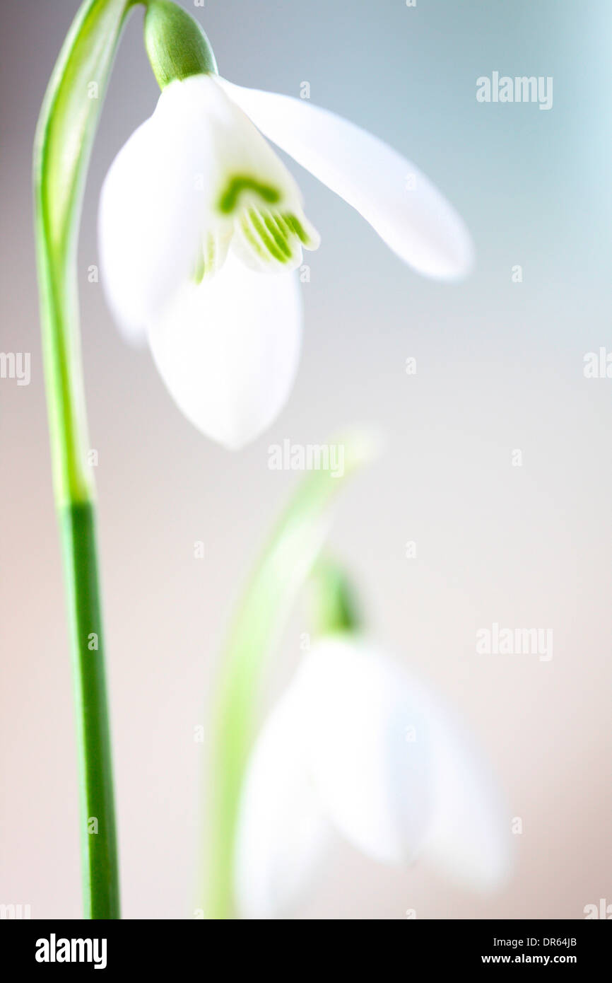 delicate snowdrops charm and purity Jane Ann Butler Photography JABP1118 Stock Photo