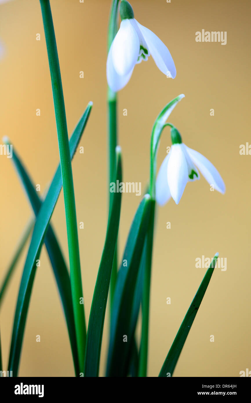 delicate and beautiful January/February flower, epitomising early Spring  Jane Ann Butler Photography  JABP1103 Stock Photo