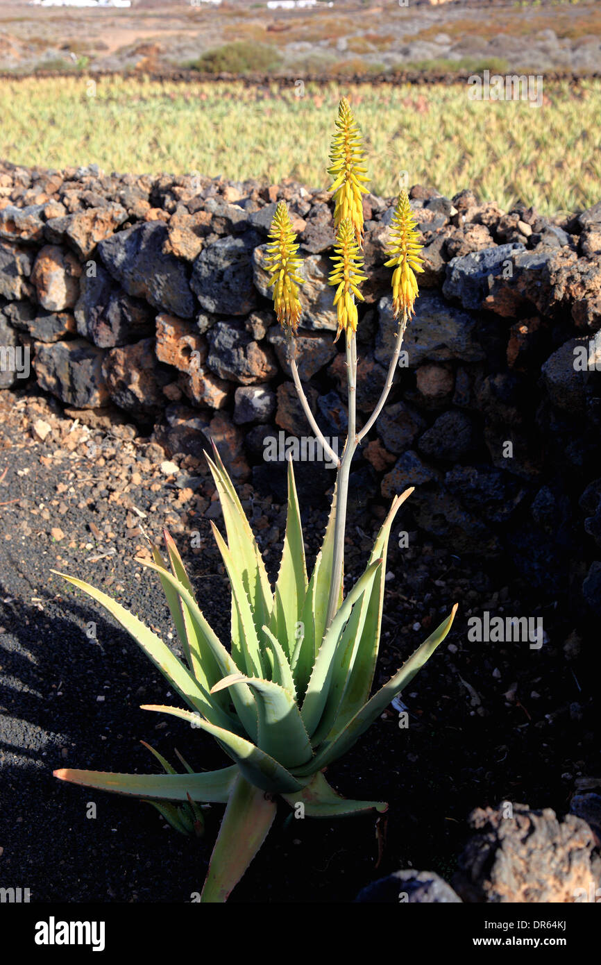 Lanzarote aloe vera hi-res stock photography and images - Alamy