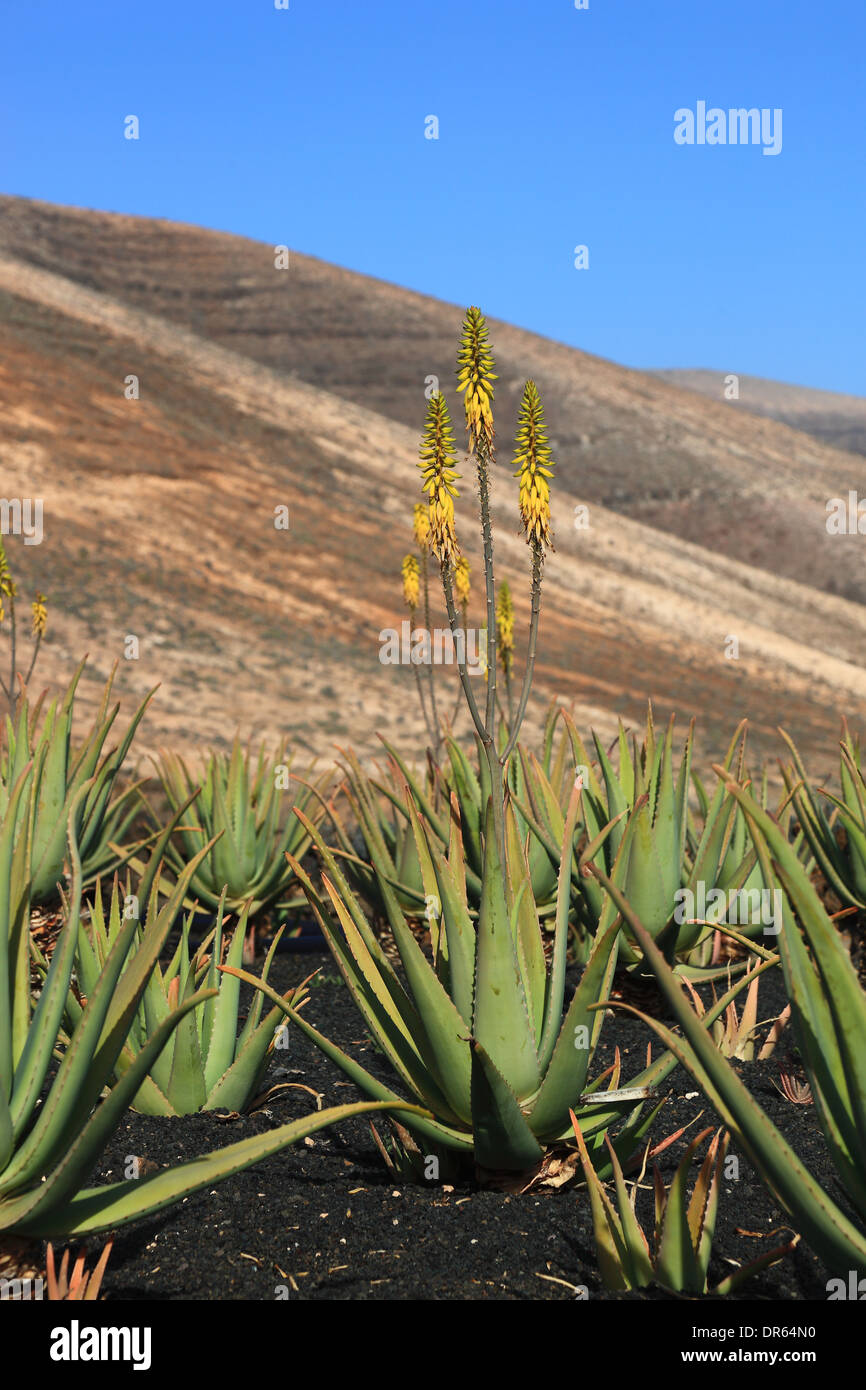 Lanzarote aloe vera hi-res stock photography and images - Alamy