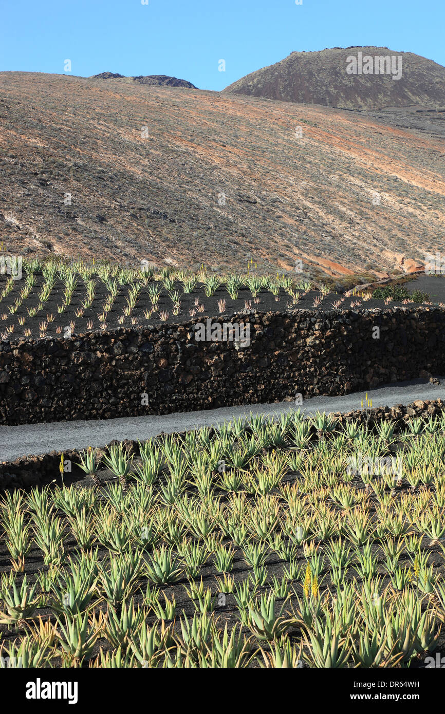 Lanzarote aloe vera hi-res stock photography and images - Alamy