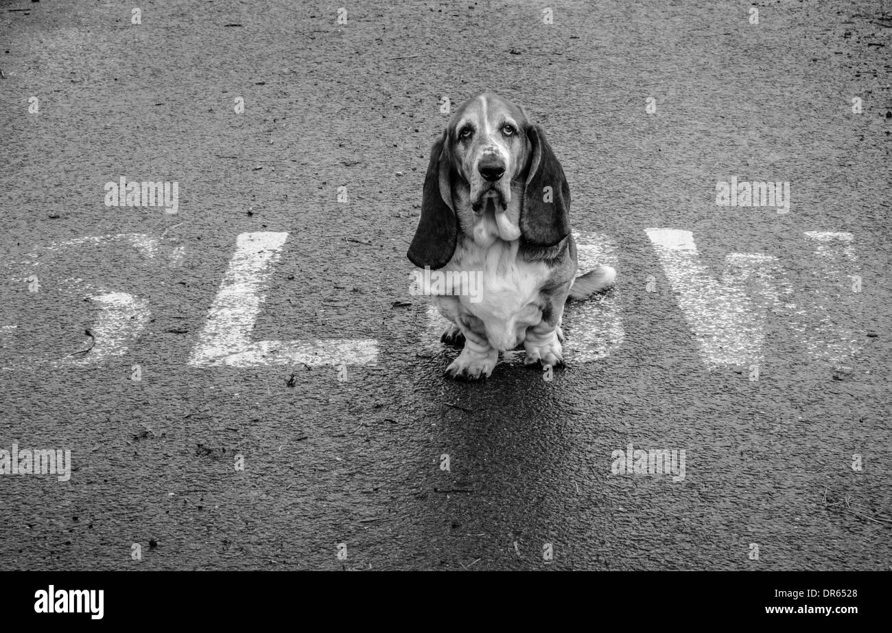 basset hound dog being slow Stock Photo