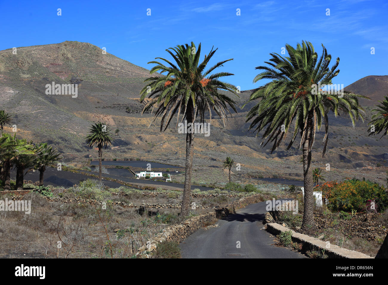 street with palmtrees near Haria, Lanzarote, Canary islands, canaries, spain Stock Photo