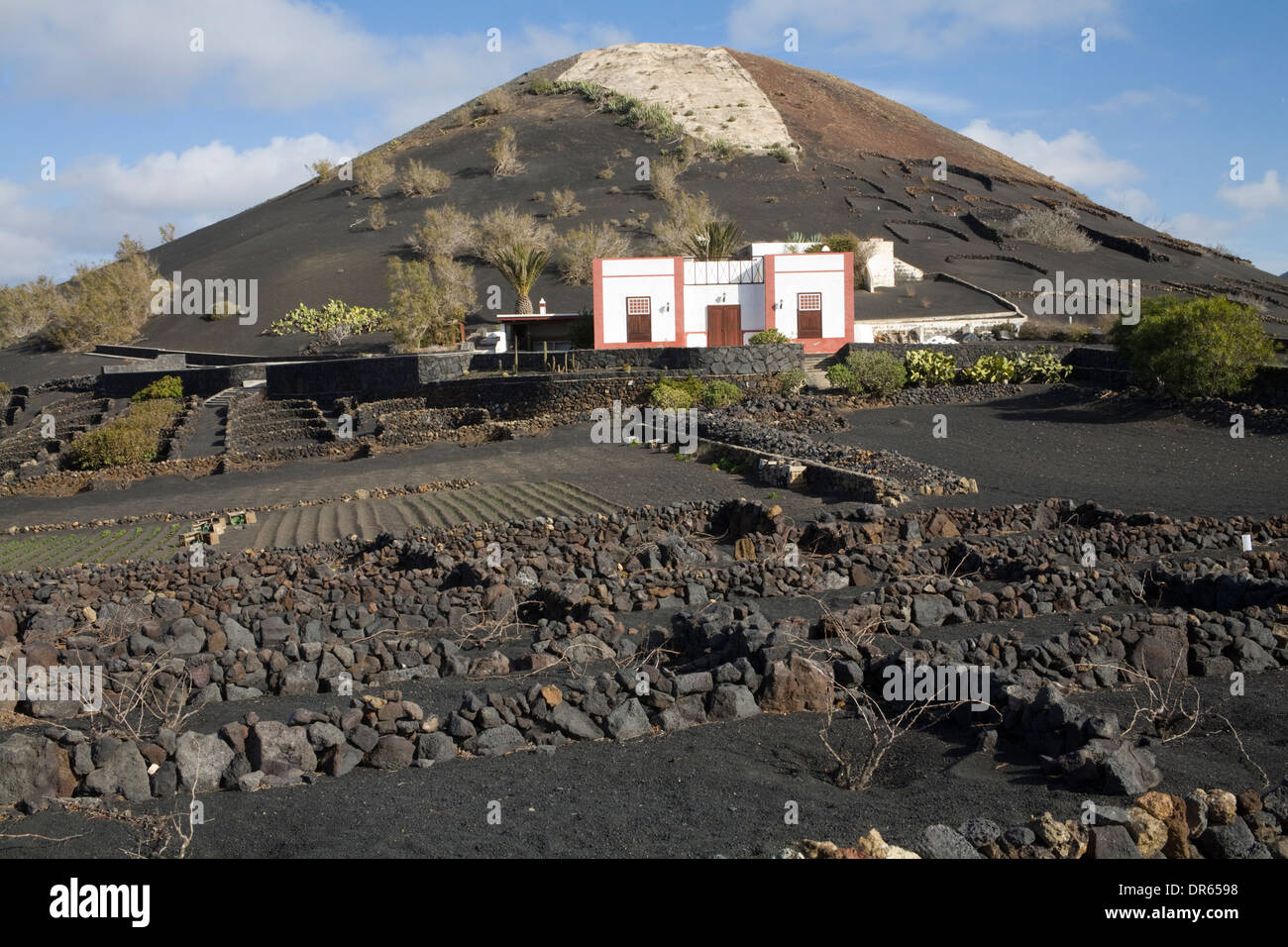 La Geria Lanzarote Small farm in vineyard region vegetables and vines of Malvasia and Muscatel grow in lava ash protected walls Stock Photo