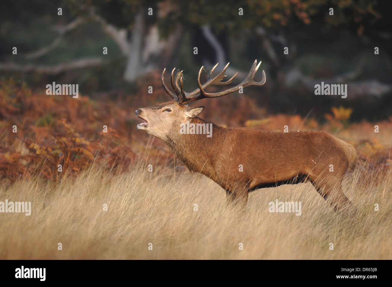 A red deer stag with a full set of antlers roaring during the rut UK Stock Photo