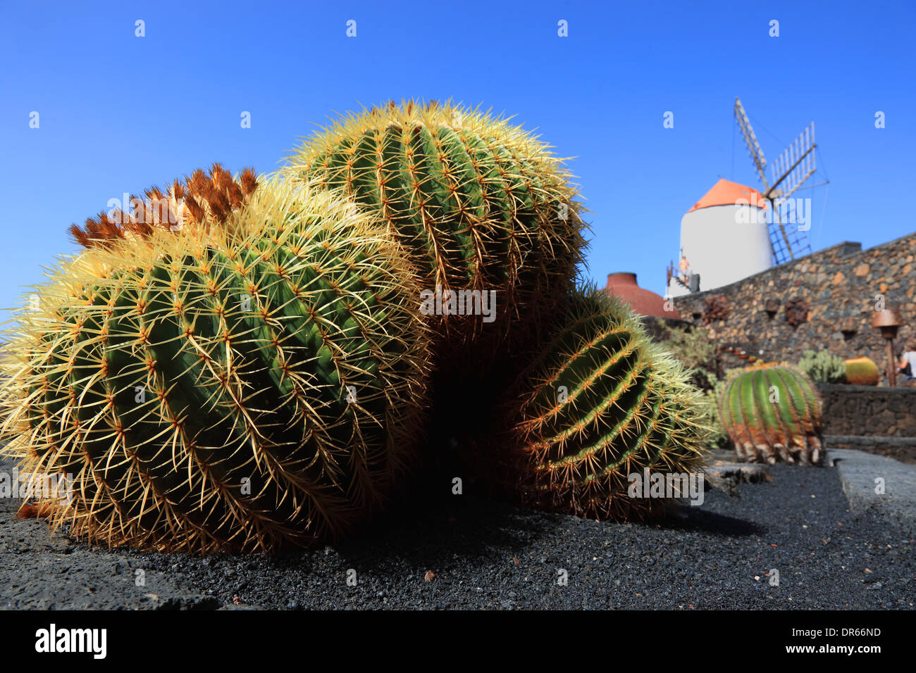 Echinocactus grusonii, Gofio mill, Cactus Garden Jardín de Cactus at Guatiza, Lanzarote, Canary islands, canaries, spain Stock Photo