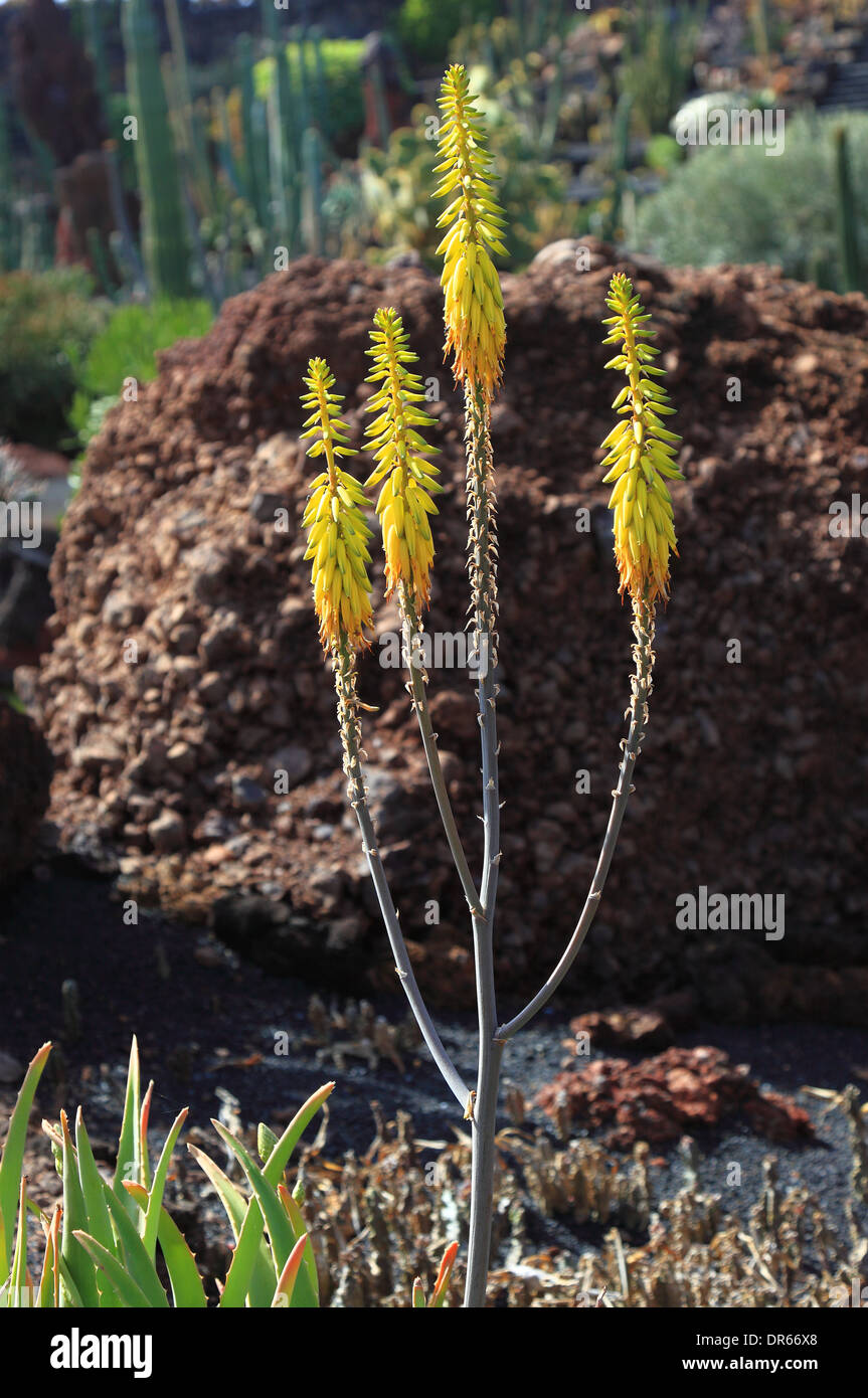 blooming Aloe Vera, Cactus Garden Jardn de Cactus at Guatiza, Lanzarote,  Canary islands, canaries, spain Stock Photo - Alamy
