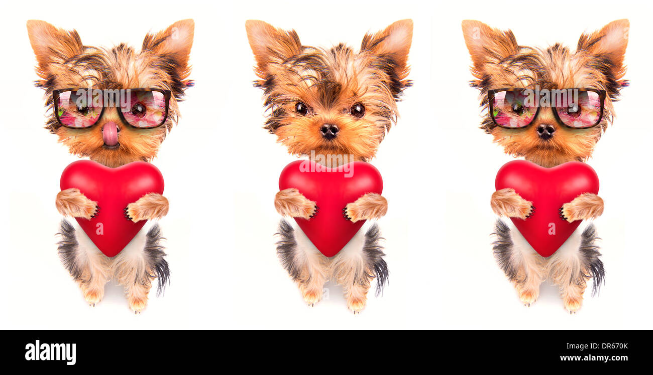 cute lover valentine puppy dog with a red heart isolated on white ...