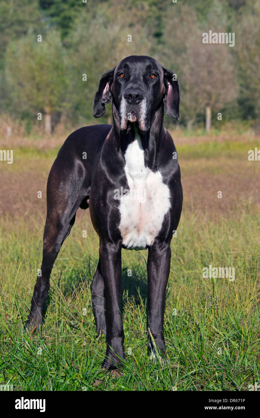 Great Dane / Deutsche Dogge / German Mastiff, one of the world's tallest dog breeds Stock Photo