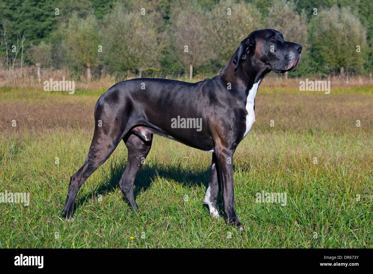 Great Dane / Deutsche Dogge / German Mastiff, one of the world's tallest dog breeds Stock Photo
