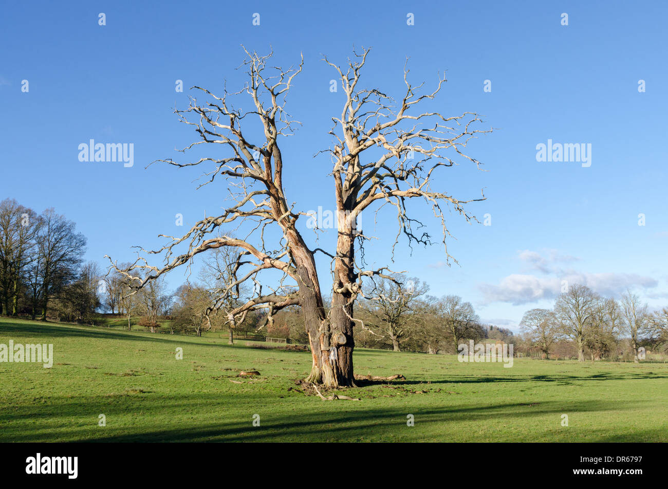 Isolated tree in the middle of an agricultural field on Bredon Hill in