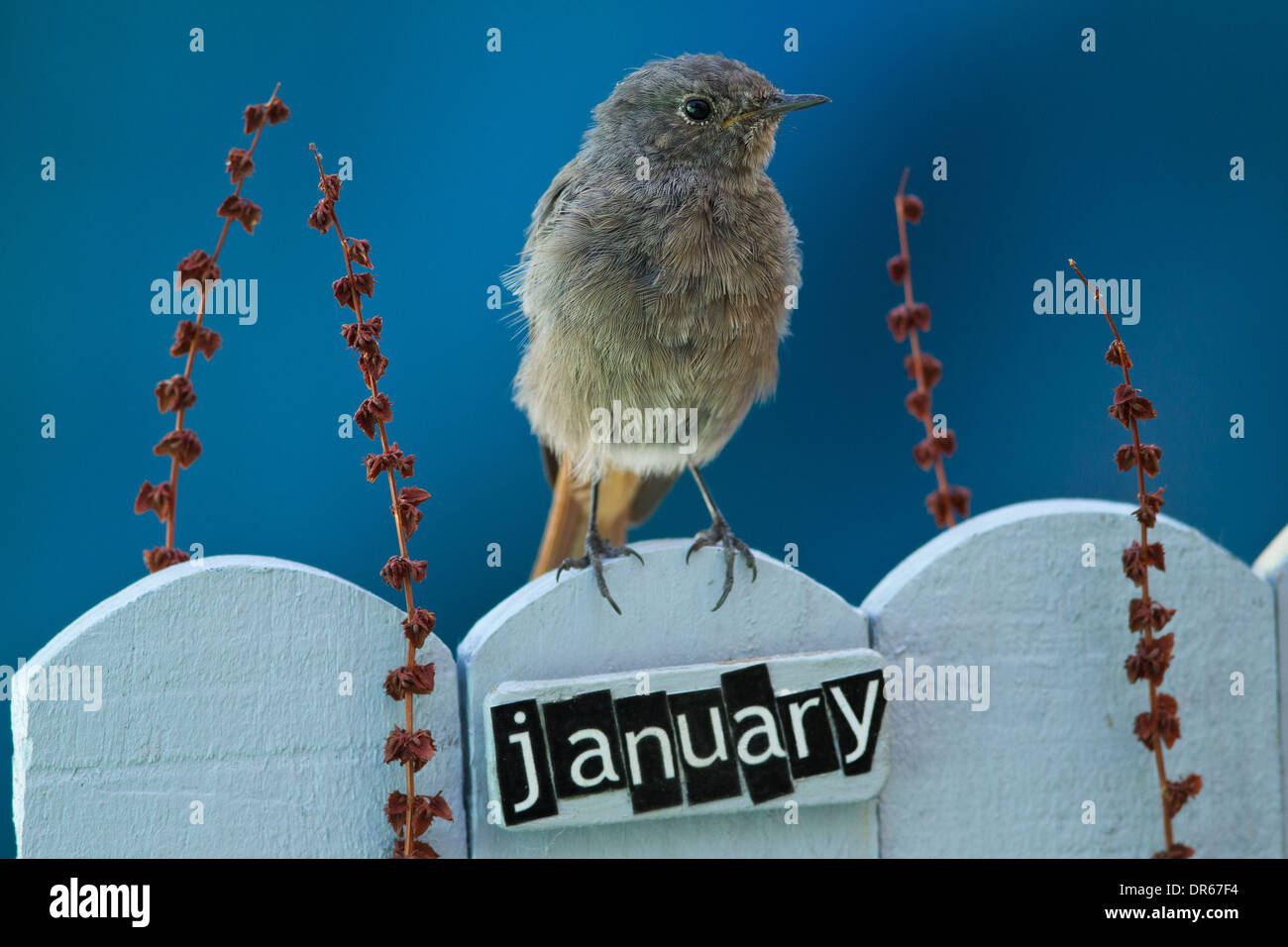 Bird perched on a decorated fence with January letters and motifs Stock Photo