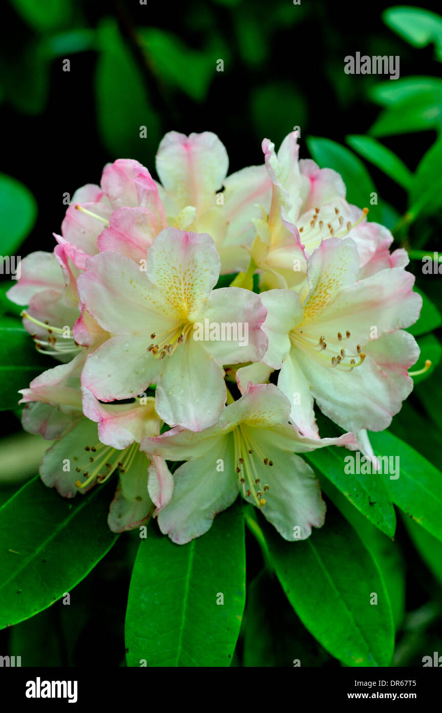 A beautiful rhododendron flower UK Stock Photo