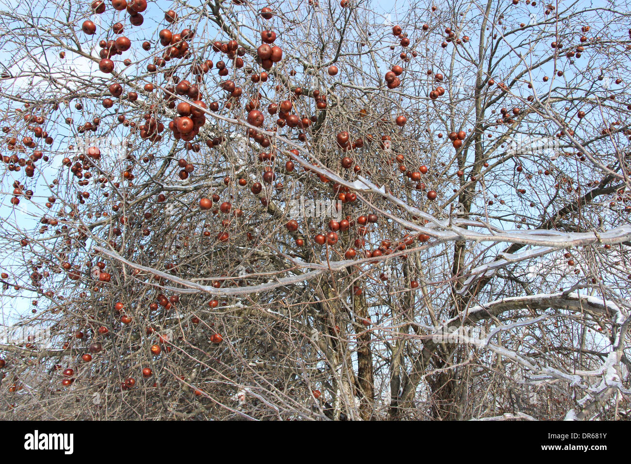 Apple Tree Winter High Resolution Stock Photography and Images Alamy