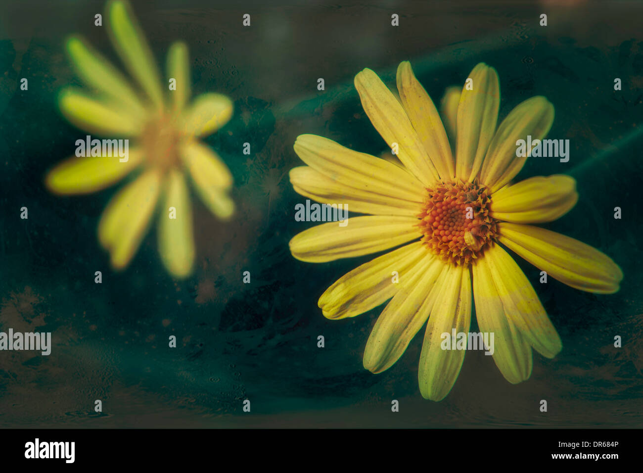 yellow daisy flower rose orange green two texture Cairo Egypt Stock