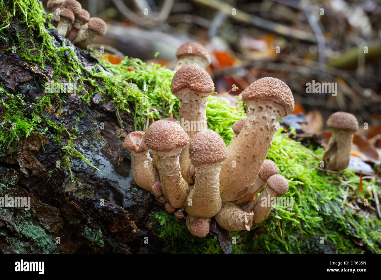 Agaricales Armillaria honey mushrooms Hallimasch Stock Photo