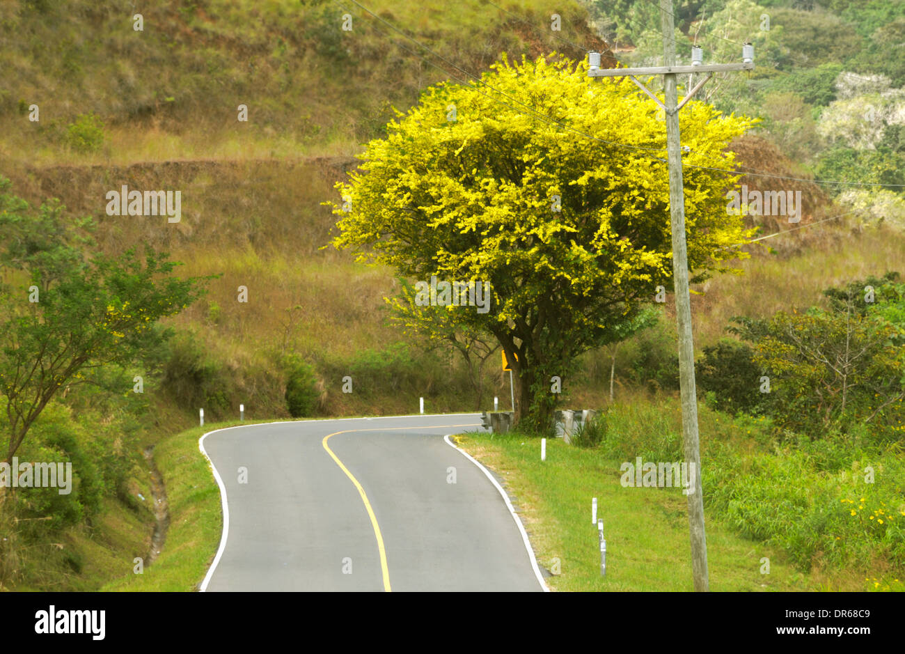 Beautiful macano tree by the side of a mountain road in Panama Stock Photo