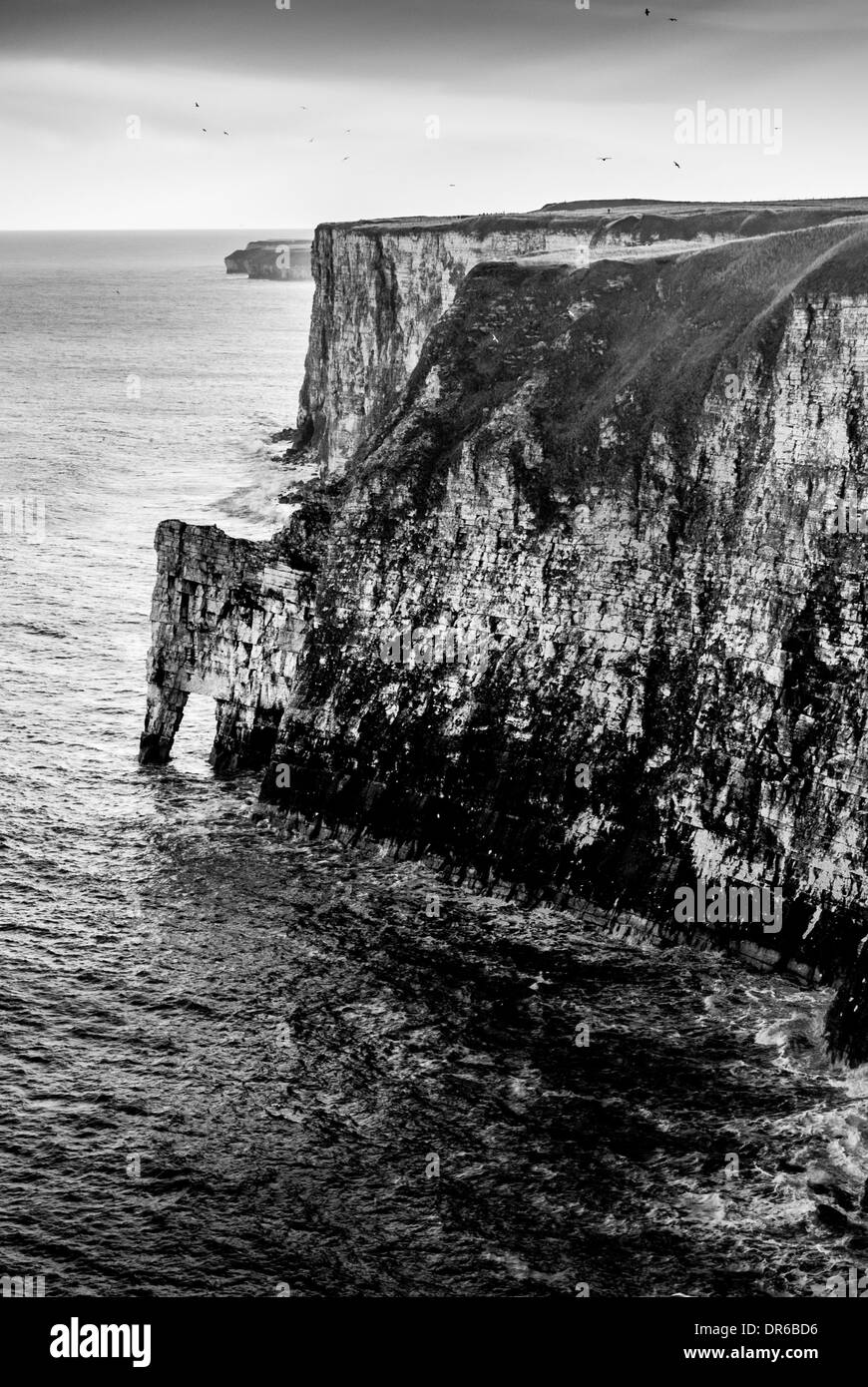 Sheer drop of Bempton Cliffs RSPB site on East Coast of England Stock Photo