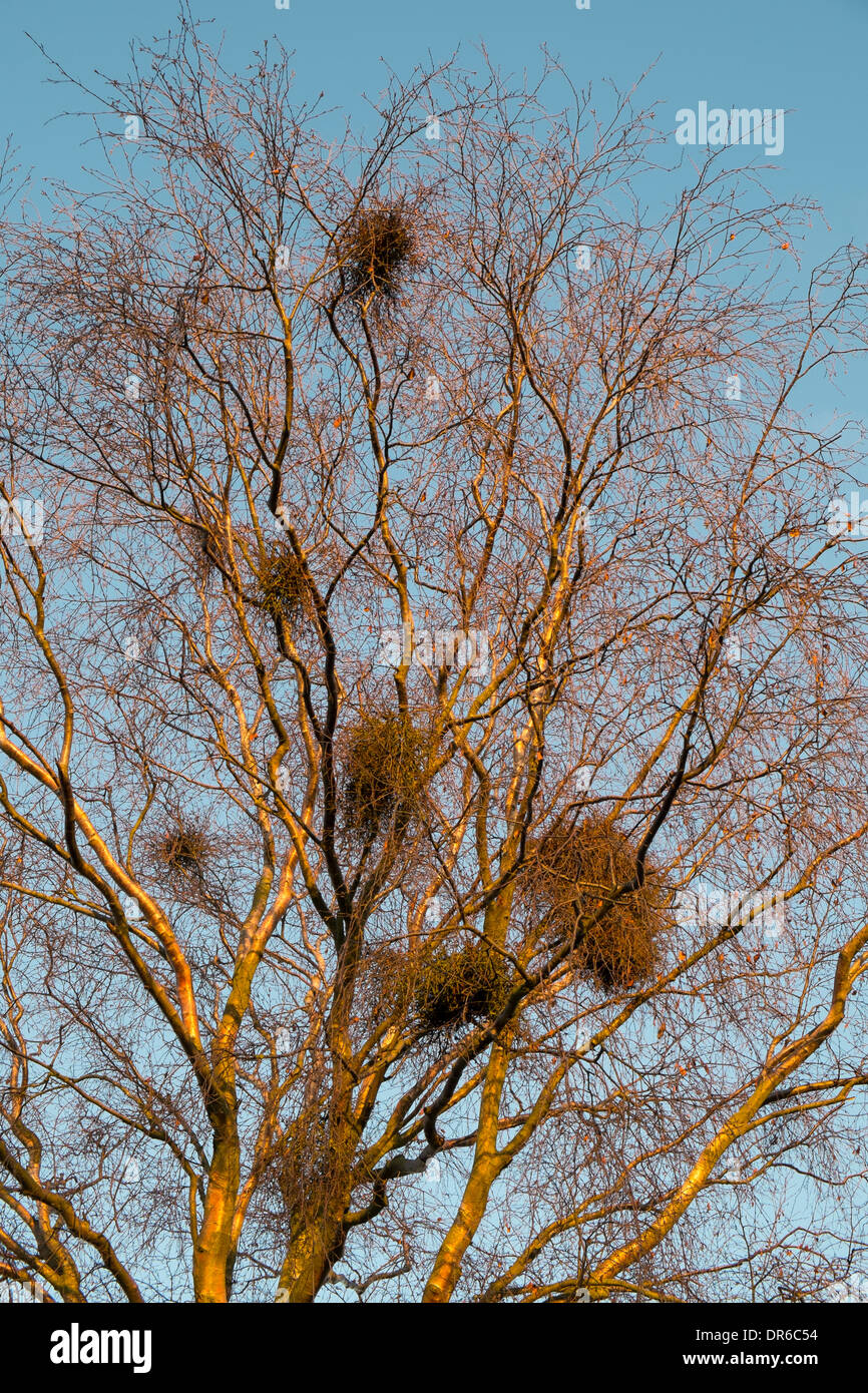 Infection by the parasitic witches' broom fungus (Taphrina betulina). On silver birch tree. Stock Photo