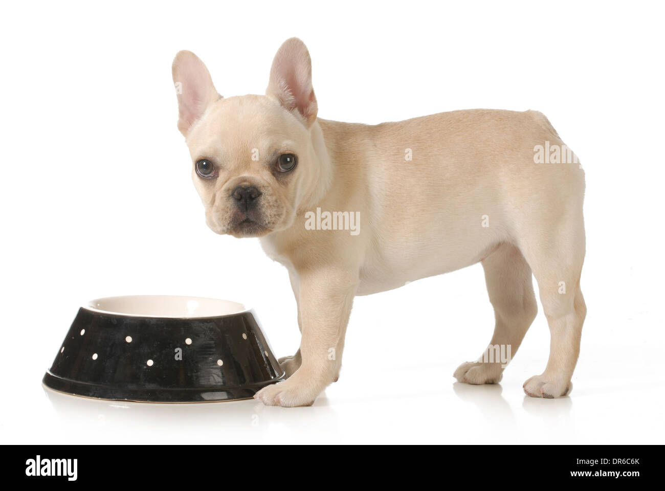 dog eating french bulldog puppy eating out of a bowl isolated on