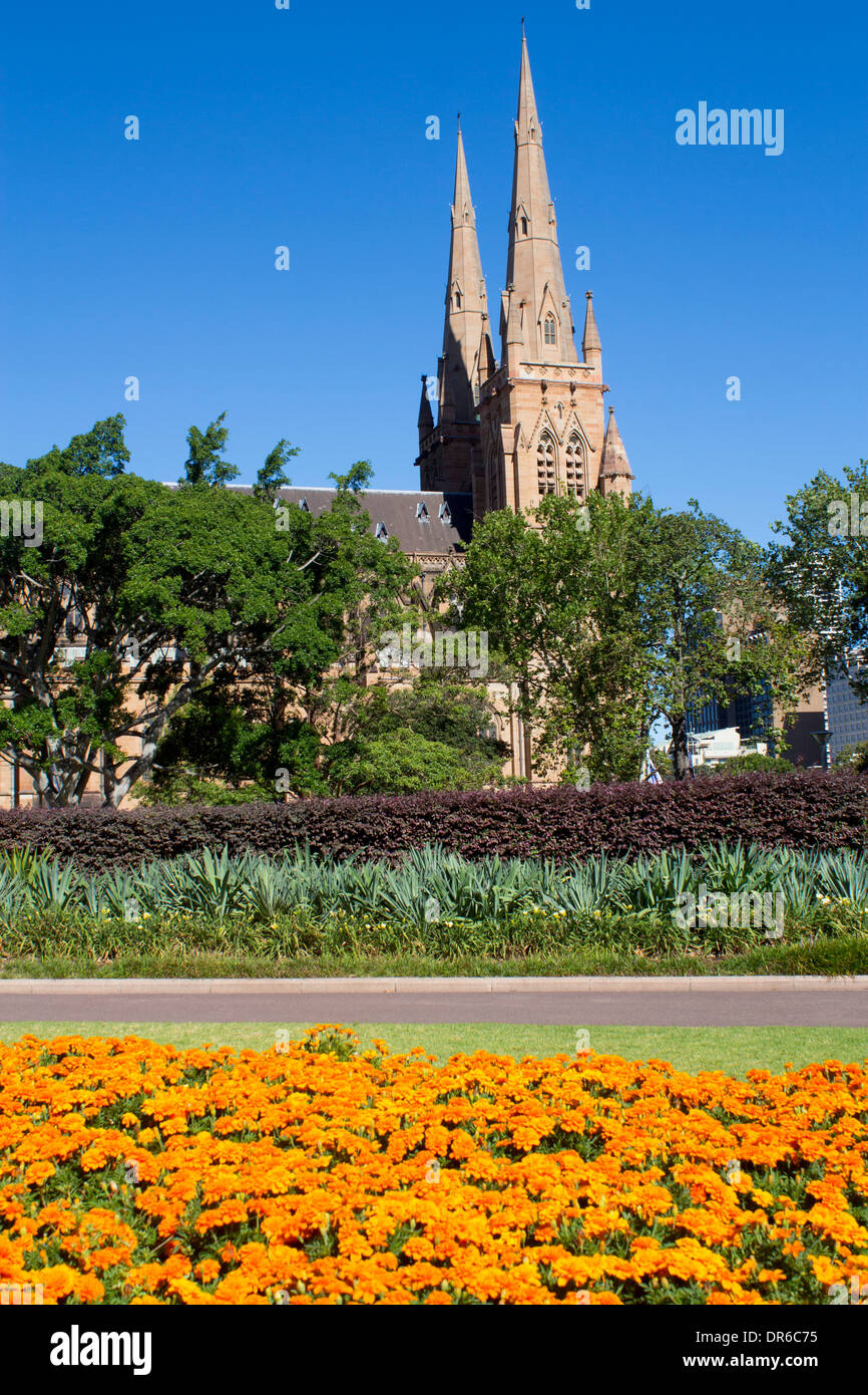 St Mary's Roman Catholic Cathedral Hyde Park Domain flowers in foreground Sydney New South Wales NSW Australia Stock Photo